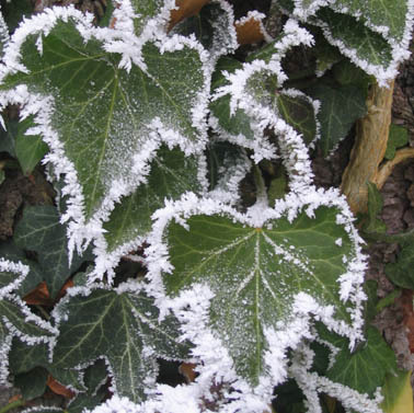 Die Schönheit des Hedera - 