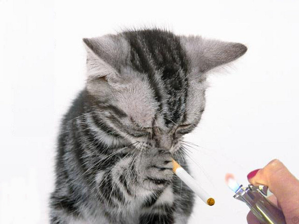 smoking - 