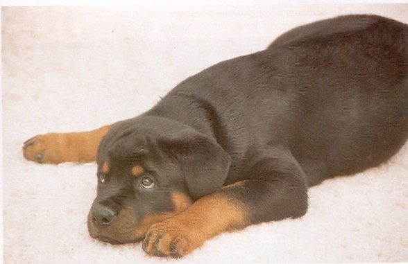 Ganzganzliebe rottweiler - 