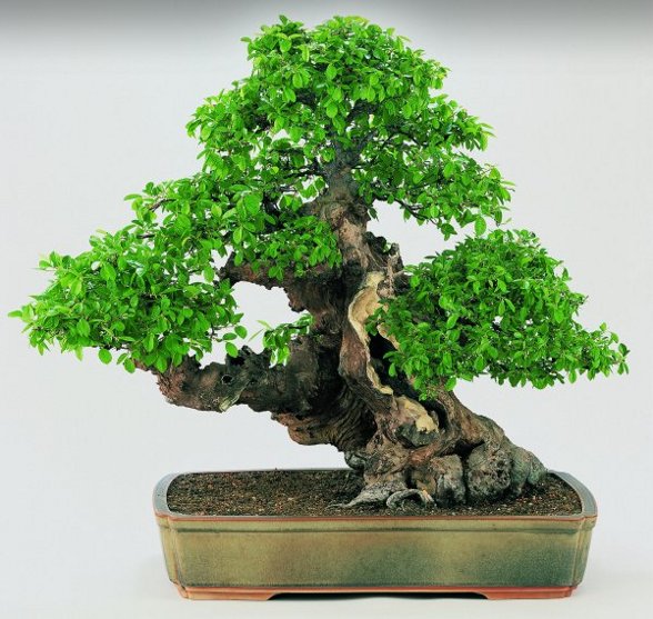 Bonsai allgemein - 