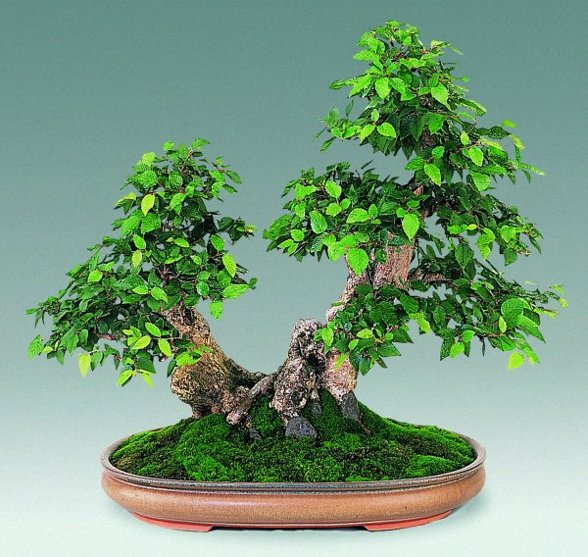 Bonsai allgemein - 