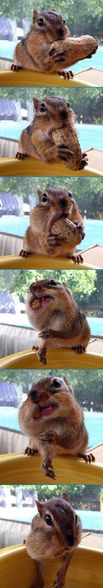 Nom Nom Nom Pics - 