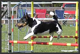 Agility Pics - 