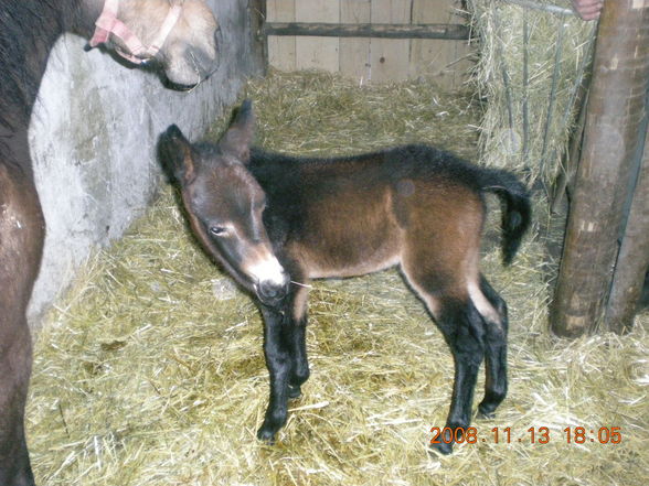 Da Jana ihr Muli und det zwar andan pony - 