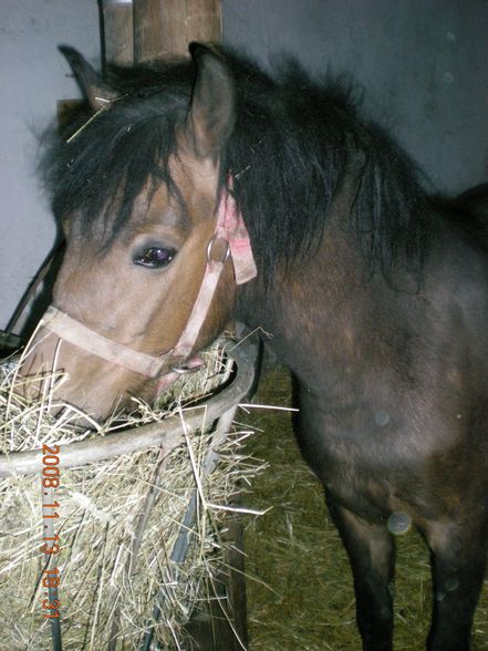 Da Jana ihr Muli und det zwar andan pony - 