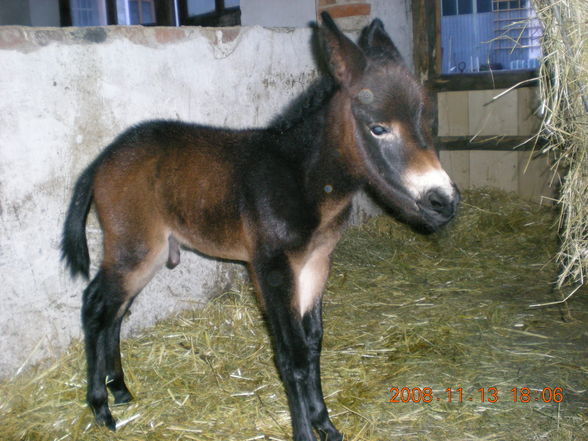 Da Jana ihr Muli und det zwar andan pony - 