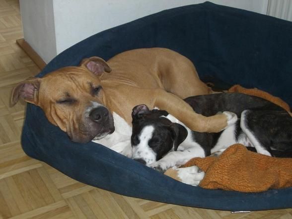 Thyra und Amaro, Besitzer: honey-at - 