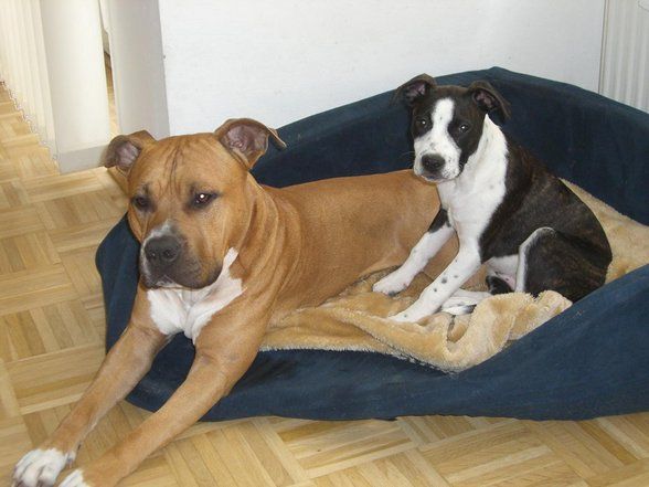 Thyra und Amaro, Besitzer: honey-at - 