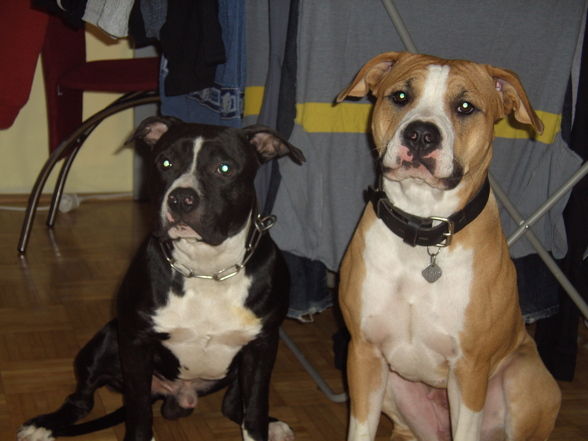 Kira1 und 2 & Giga, Besitzer PIT_Bull - 