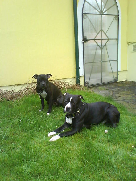 Kira1 und 2 & Giga, Besitzer PIT_Bull - 