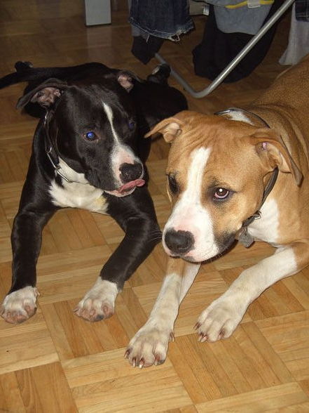 Kira1 und 2 & Giga, Besitzer PIT_Bull - 