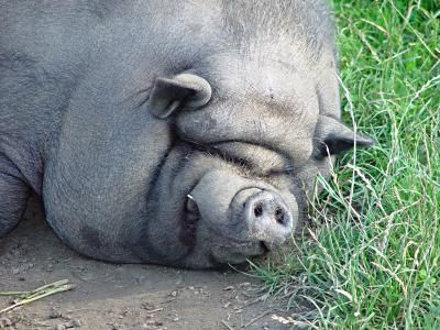 Schwein - 