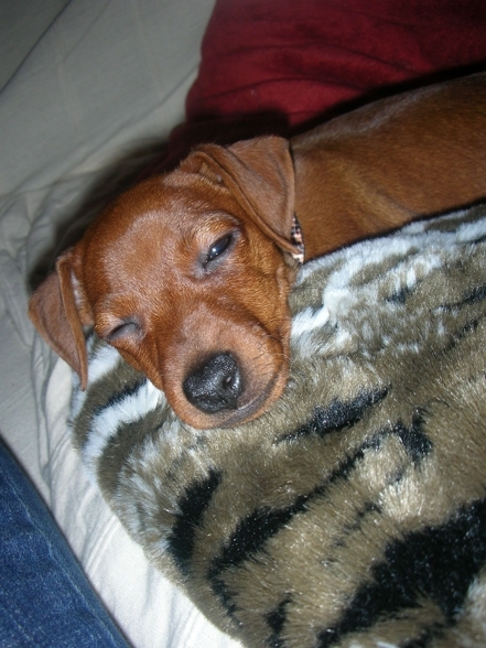 Unser  Zwergpinscher - 