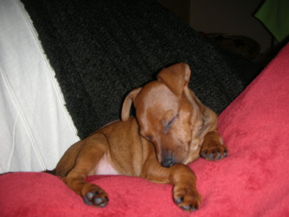 Unser  Zwergpinscher - 