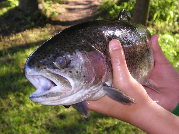 Fischen in OÖ - 