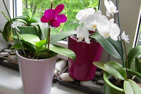 Phalaenopsis - 