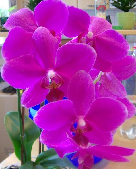 Phalaenopsis - 