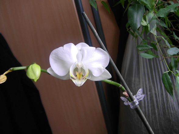 Phalaenopsis - 