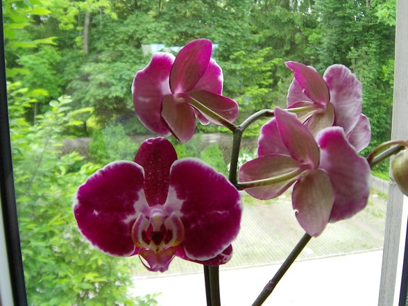 Phalaenopsis - 