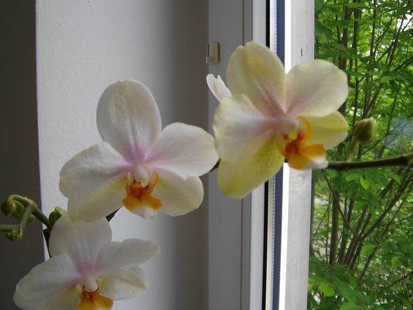 Phalaenopsis - 