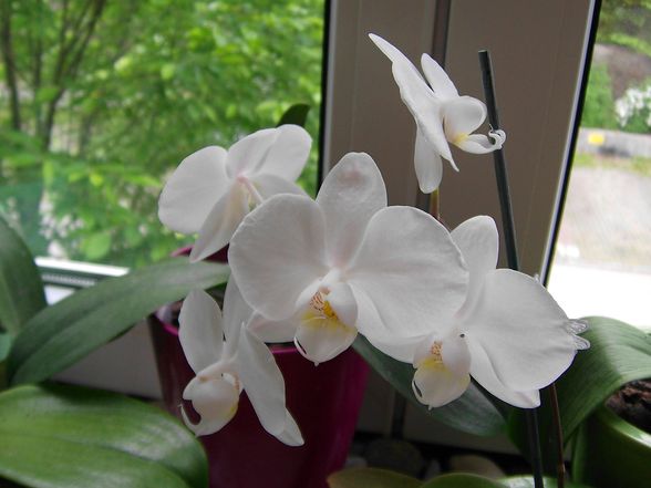 Phalaenopsis - 