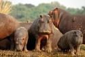 Happy Hippos - 