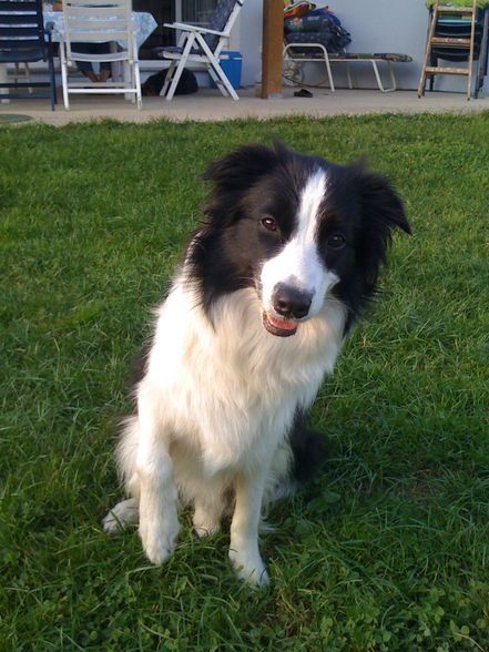 Border Collies - 