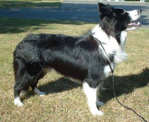 Border Collies - 