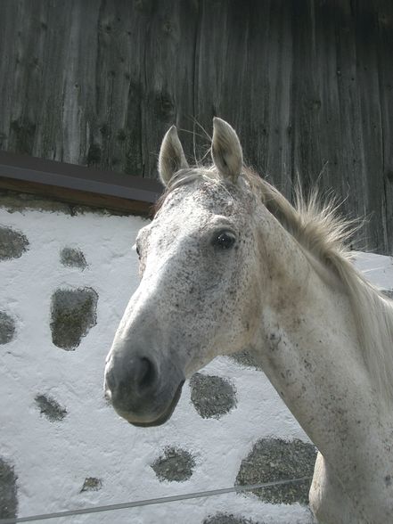 Witzelsberg 2008 - 