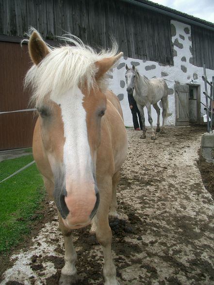 Witzelsberg 2008 - 