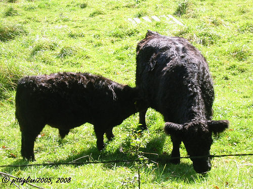 kia...(galloways) - 