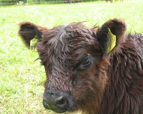 kia...(galloways) - 