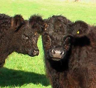 kia...(galloways) - 