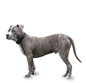 brindle - 