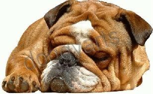 Bulldoggen aus aller Welt - 