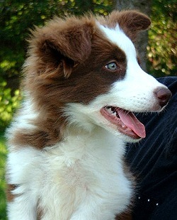 A Border Collie is born - 