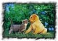 Hunde und Katzen - 