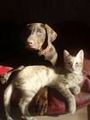 Hunde und Katzen - 