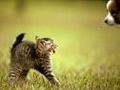 Hunde und Katzen - 