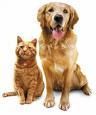 Hunde und Katzen - 