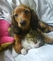 Hunde und Katzen - 