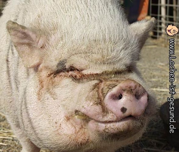 Lustige Schweine Von Wegen 70 Gramm Wur