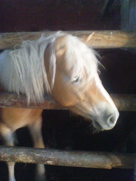 HorSes :] - 