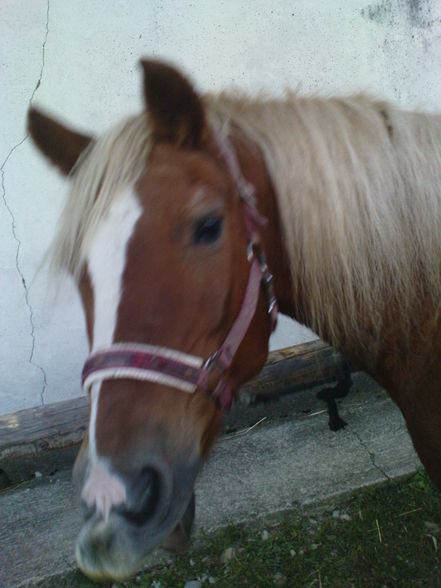 HorSes :] - 