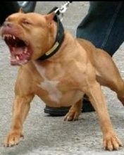 THE REAL AMERICAN PITBULL TERRIER - 