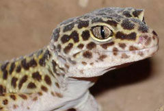 Leopardgeckos - 