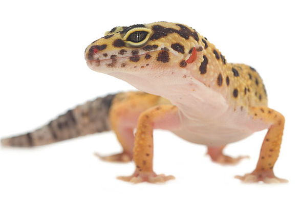 Leopardgeckos - 