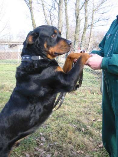 Die Rottweiler - 