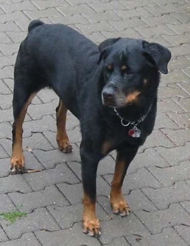 Die Rottweiler - 