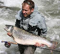 Salmoniden - 